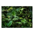 thumbnail image 2 of Tiptophomedecor Peel and Stick Forest Wallpaper Wall Mural - Sunny Jungle - Removable Wall Decals, 2 of 3