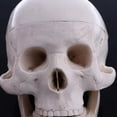 thumbnail image 4 of Modelo de Cráneo , de Cabeza Anatómica, Modelo de Medicina, Laboratorio de Ciencias, Material Didáctico, Estudio Educativo, Anatomía Zulema Herramienta de Aprendizaje de Medicina, 4 of 8