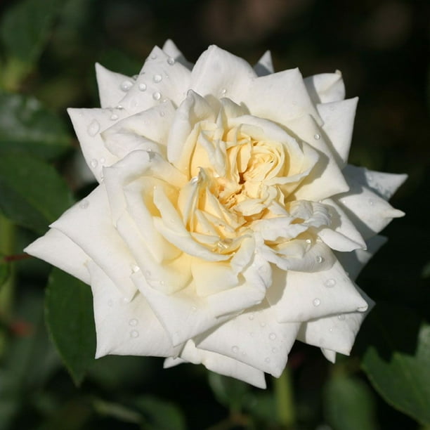 Heirloom Roses White Cap Rose Bush Live Climbing Plants For