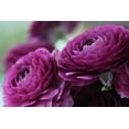 thumbnail image 3 of CZ Grain Ranunculus Plant Bulbs (5 Count), Purple Blooms, 3 of 4