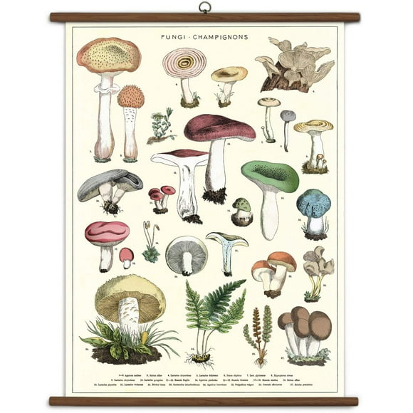 Cavallini Papers and Co., Inc. Mushrooms Vintage School Chart