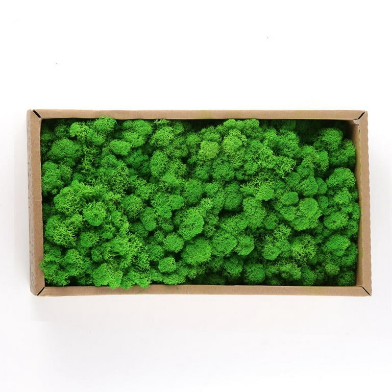 Worallymy Preserved Decorative Moss Durable Natural Preserved Moss for Home  Decorations Model Making 