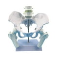 thumbnail image 4 of Yinanstore Female Pelvis Model Learning Display Medical Teaching Skeleton Medical Model Style A, 4 of 8