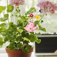 thumbnail image 6 of Flower Pot Pick, Garden Stake, Spring Outdoor Decor Cartoon Metal Plant Sticks, metal flowers sticks for Farms, Micro Landscape, Greenhouses Bonsai Pink, 6 of 10