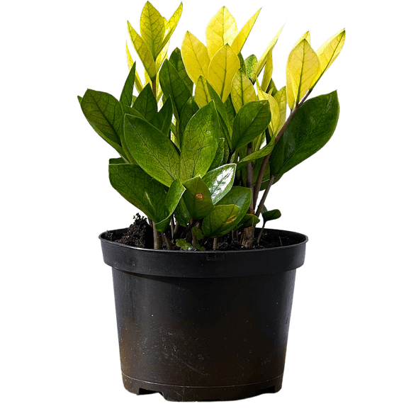 Zamioculcas (m) / Caméléon ZZ Plante Plantes Vivantes dans un pot de Culture de 6 Pouces