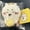 B, variant on Chiikawa Hachiware Usagi Lemon Series Doll Cute Dressing Parts Plush Toys