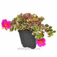 thumbnail image 2 of Portulaca Pilosa, Hana Misteria, Purslane - Pot Size: 3" (2.6x3.5") - Flowering Plants, Plants, 2 of 4