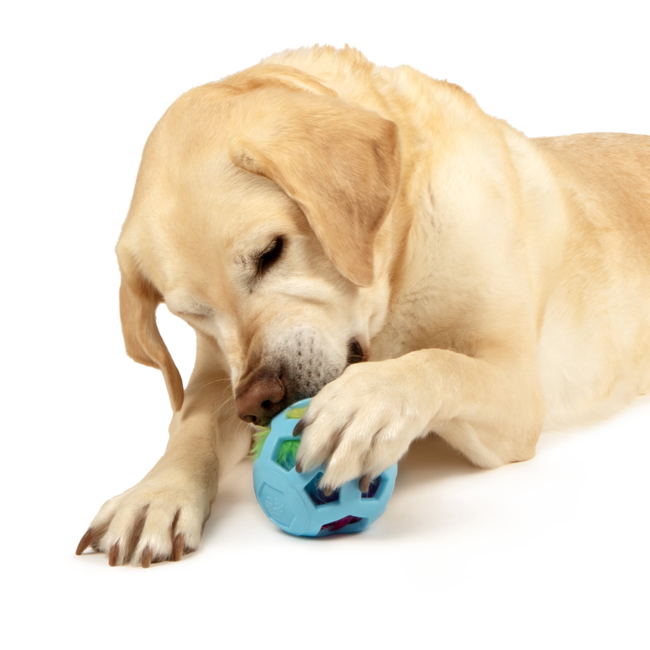 goDog Bounceez Webly Bouncy Dog Toy, Blue, One Size
