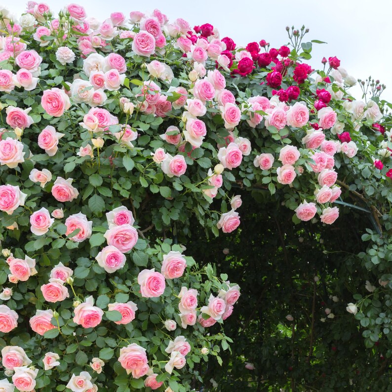30 Seeds White Pink Eden Climbing Rose Seeds Perennial Non- Mix for Late Winter to Early Spring Planting