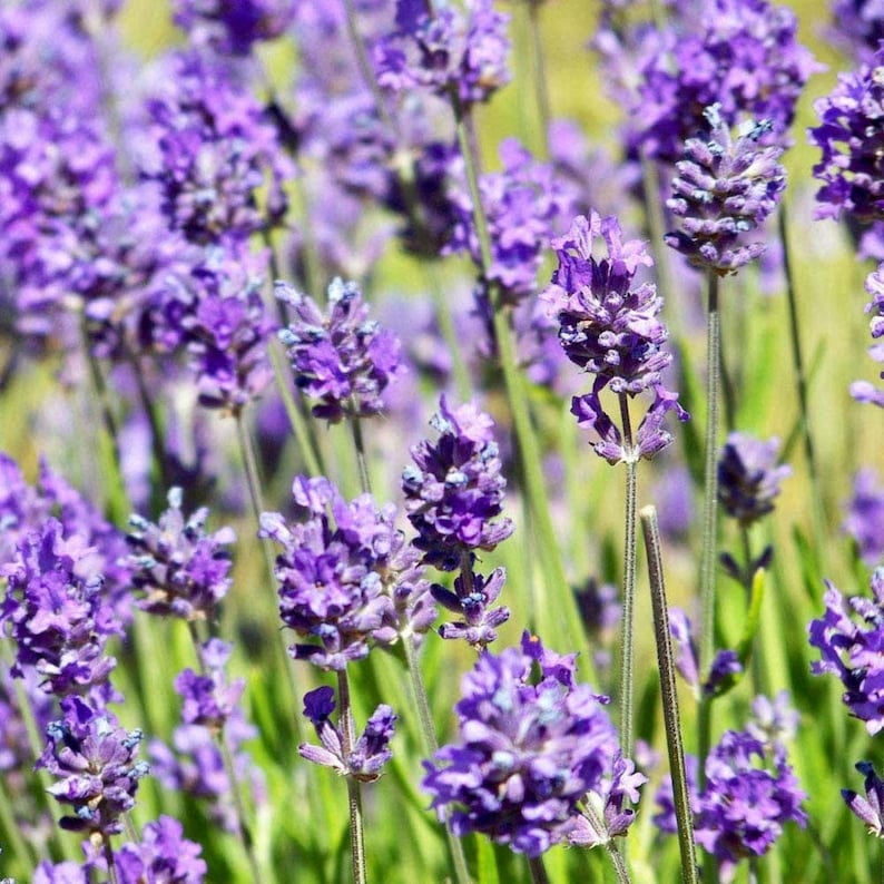 100 Dwarf Lavender-Little Lady Seeds Perennial Non- Mix for Garden Blooms
