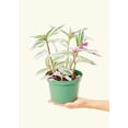 thumbnail image 4 of Tradescantia albiflora 'Nanouk' Live Green Plant in 6" Pot, 4 of 4