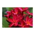 thumbnail image 3 of Red Hawaiian Live Plumeria Plant Cutting 9"-12" Long, Full Sun, #C1 BalyFovin, 3 of 6