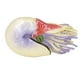 thumbnail image 1 of Figuras de animales marinos de concha en espiral realistas, modelo de figuras educativas de animales marinos lindos, 1 of 14