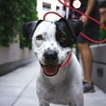 thumbnail image 4 of REK Laisse d'Entraînement pour Chien Antidérapante avec Anneau en P de Contrôle (Animal Réfléchissant pour l'Obéissance), 4 of 5