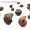 #11 Mineral Ammonites (0.5-1cm), variant on HOOUN 1x Mini Natural Teaching Specimen Teeth Brachiopod Spines Ammonites Plant-#27 Horn Coral (4-5cm)-1PC (Random Pick)