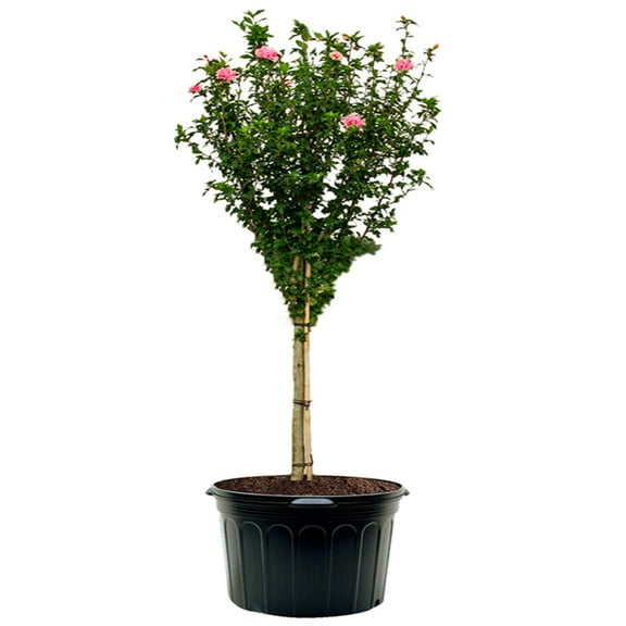 Expert Gardener 3-4 ft tall Red Althea Tree Form Live Tree in 7-Gallon Grower Pot