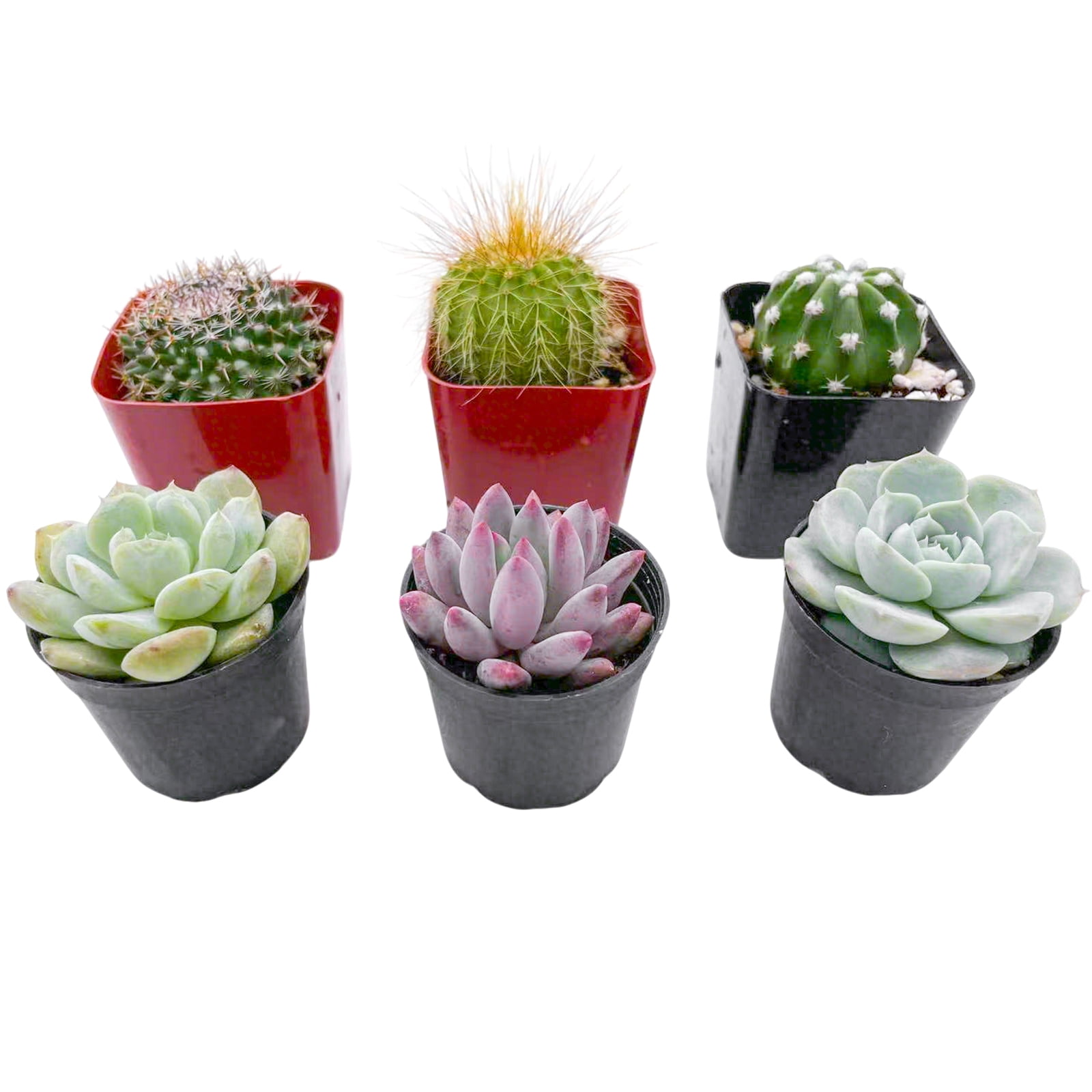 Assorted Cactus Plants Live Succulents (6 Pack),Mini plant Easy Care Indoor or Outdoor Gardening, Party ,Terrariums, Favors（2inch pot)）