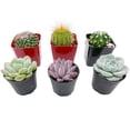 thumbnail image 2 of Assorted Cactus Plants Live Succulents (6 Pack),Mini plant Easy Care Indoor or Outdoor Gardening, Party ,Terrariums, Favors（2inch pot)）, 2 of 6