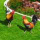 thumbnail image 1 of Rooster Statue Decorative Stakes Realistic Life-like Garden Statue Acrylic Chicken Art Sculpture for Patio Backyard Decorations2United Kingdom He Qiyong unisex, 1 of 1