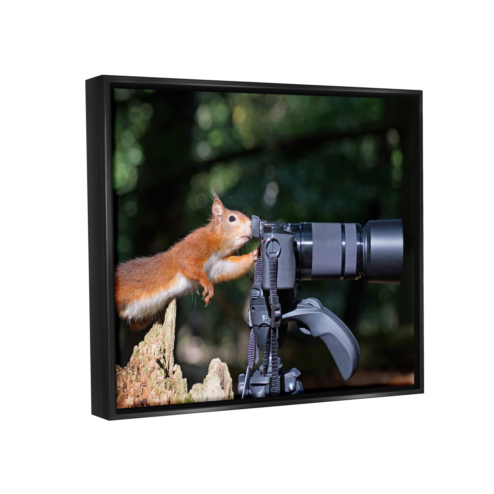 Stupell Industries Funny Squirrel Photographer Animals & Insects Photography Black Floater Framed Canvas Art Print Wall Art, 21 x 17