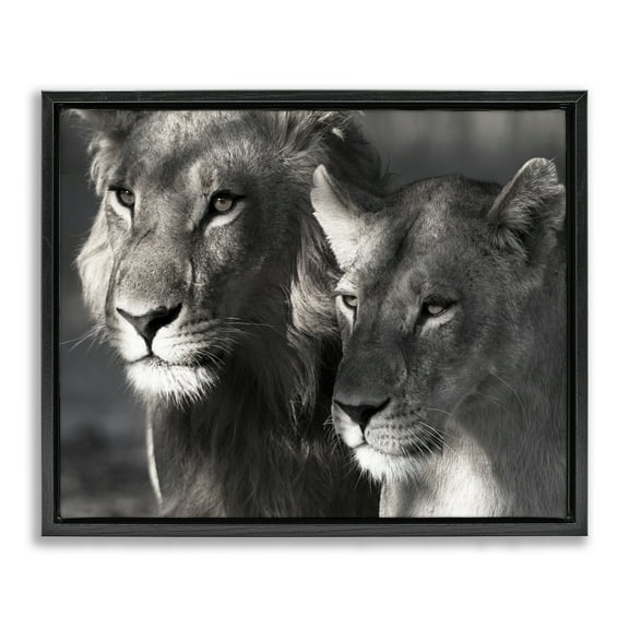 Stupell Industries Strong Lion & Lioness Animals & Insects Photography Black Floater Framed Canvas Art Print Wall Art, 21 x 17