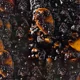 thumbnail image 3 of Tri Pack Salsas Sarape Real De Morales 273 G, 3 of 5