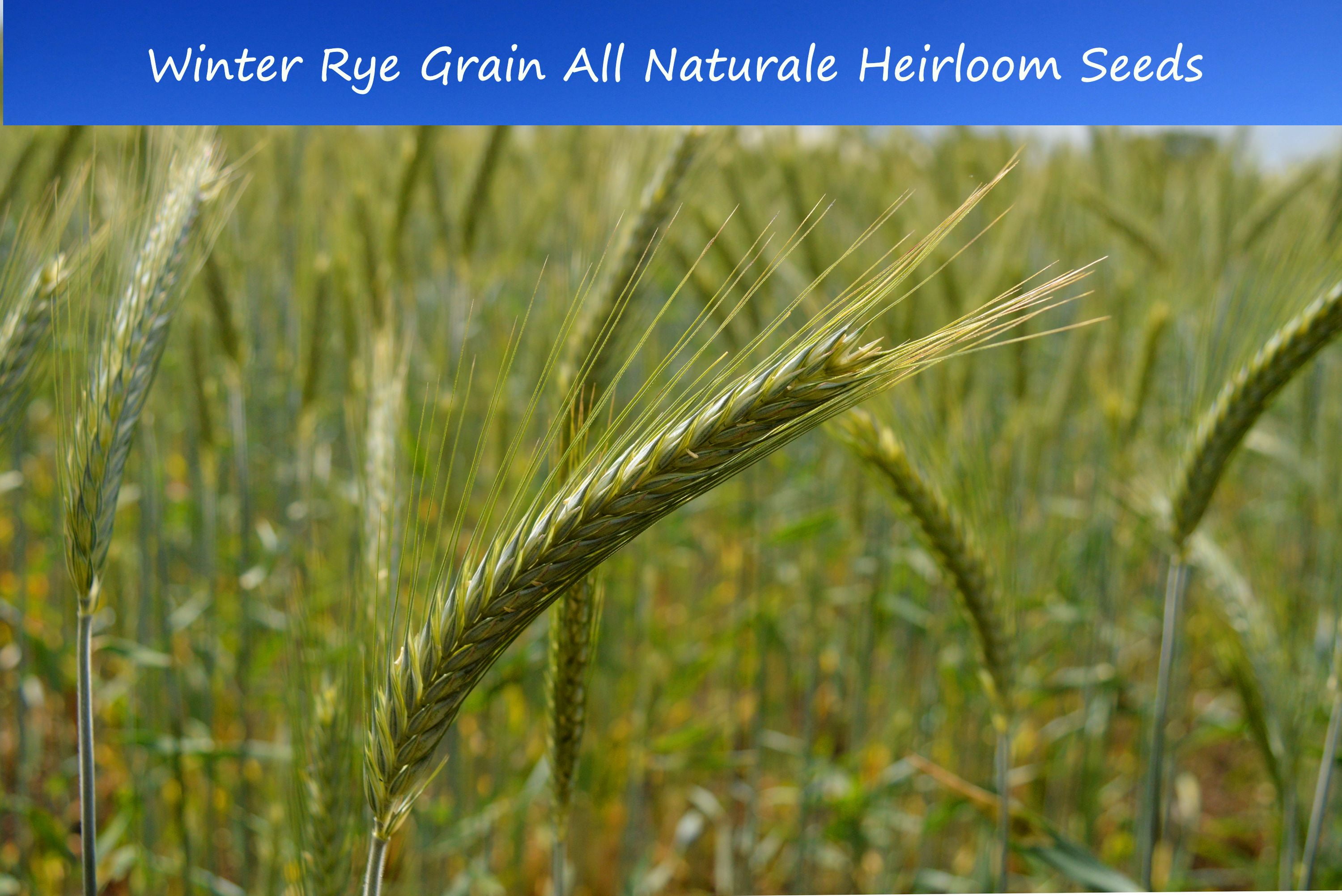 Grain Seeds Winter Rye 200 SeedsHeirloom Grow your own grain and