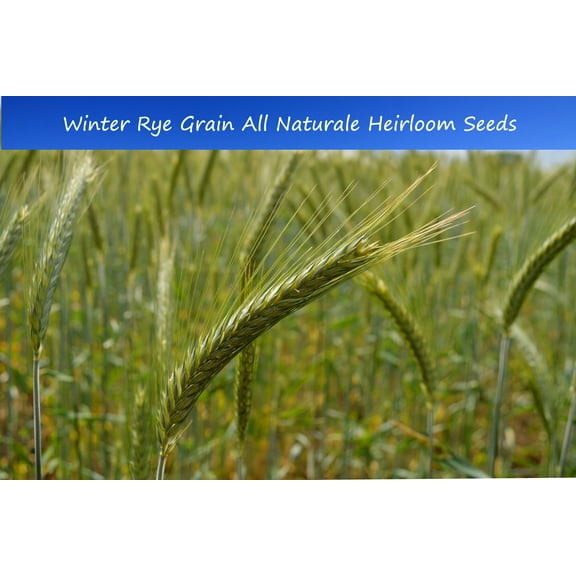 Grain Seeds -Winter Rye - 200 Seeds-Heirloom- Grow your own grain and Flour! Container Pots /Garden -All Natural