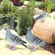 thumbnail image 3 of Decoración De Estatuilla De Palomas De Animales De Simulación, Decoración De Jardín, 2 Uds. Patio De Parque De Patio Para Patio De Decoración Del Hogar Mgaxyff Otros, 3 of 8