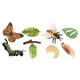 thumbnail image 1 of Plástico Simulación Naturaleza Mariposa Crecimiento Niños Biología Juguetes, 1 of 6