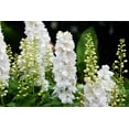 thumbnail image 2 of Larkspur Rocket White Flower Seeds, 250 Seeds Per Packet, Delphinium Consolida, Isla's Garden Seeds, 2 of 7