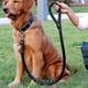 thumbnail image 4 of Juego de correas para collar de piel para mascotas, cuerda gruesa para perros que caminan, collar de PU, accesorios para mascotas con correa, correas para perros grandes, 4 of 4