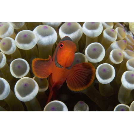 Indonesia Male Spine-Cheek Clownfish (Premnas Biaculeatus) Within Sea Anemone (Entacmaea Quadricolor) Stretched Canvas - Dave Fleetham  Design Pics (18 x