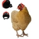 thumbnail image 3 of Casco De Pollo, Casco Pequeño Para Mascotas, Pájaro, Pato, Codorniz, Sombrero, Suministros Para Mascotas Speravity PT001527-02, 3 of 7