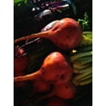thumbnail image 3 of Touchstone Gold Beet Seeds, 3 of 4