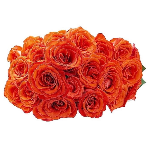 KaBloom Fresh Cut Flower 50 Orange Roses , Easy Care, Gift for all occasions