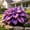 C, variant on Mixed Hostas for planting-Premium Stake for Outdoor Decoration,Low Maintenance,Perfect for Balcony(Non-Artificial)