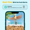thumbnail image 4 of Comedero para pájaros Birdsnap TUC 2K HD, cámara solar AI de 32 GB, 4 of 9