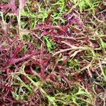 Red Streaks Mizuna Mustard Seeds - Bulk Herb Seeds for Growing Microgreens, Indoor Gardening: Micro Greens Salad (1 Lb)