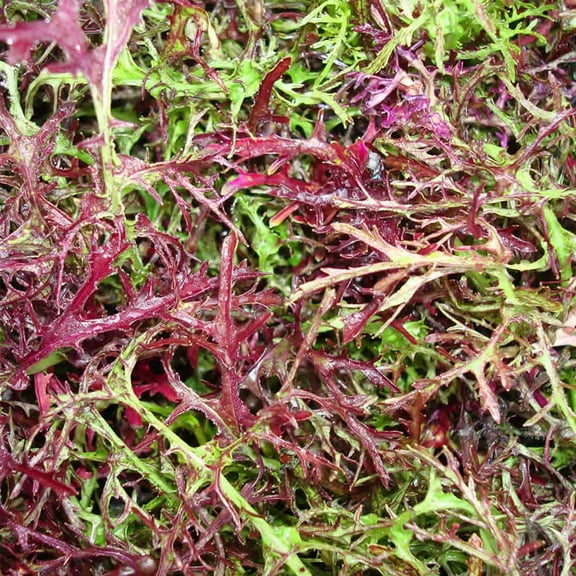 Red Streaks Mizuna Mustard Seeds - Bulk Herb Seeds for Growing Microgreens, Indoor Gardening: Micro Greens Salad (1 Lb)