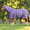 Purple, variant on Resistance Combo Hard Mesh Horse Fly Sheet Without Belly Wrap | Lightweight & Breathable Summer Protection | Multiple Sizes
