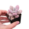 thumbnail image 4 of Best Plant Friend 4-Inch Moonstones Pachyphytum Succulent Live Plants, Grower Pot, 4 of 9