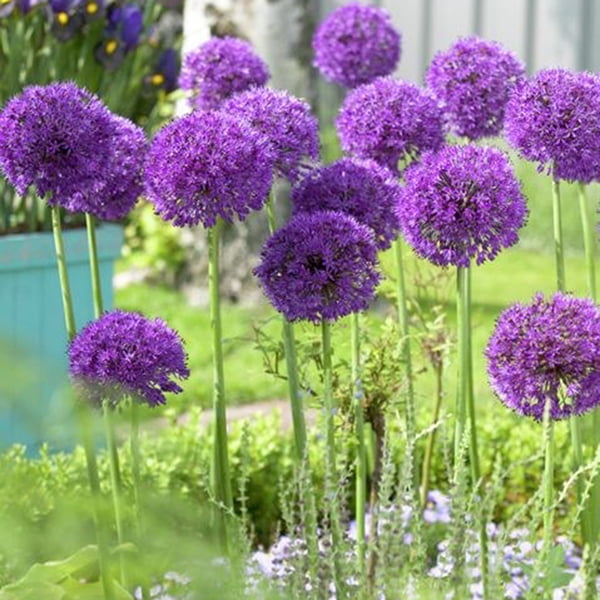 Van Zyverden Allium Purple Sensation Set of 12 Bulbs Purple Part Sun