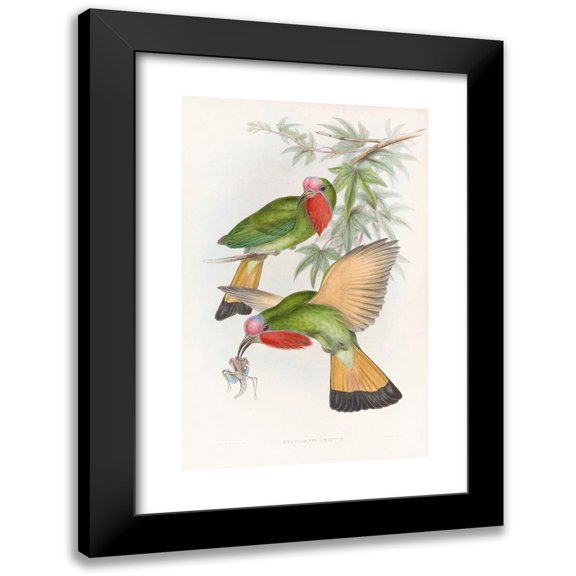 John Gould 11x14 Black Modern Framed Museum Art Print Titled - Red-Throated Nyctiornis (1850-1883)
