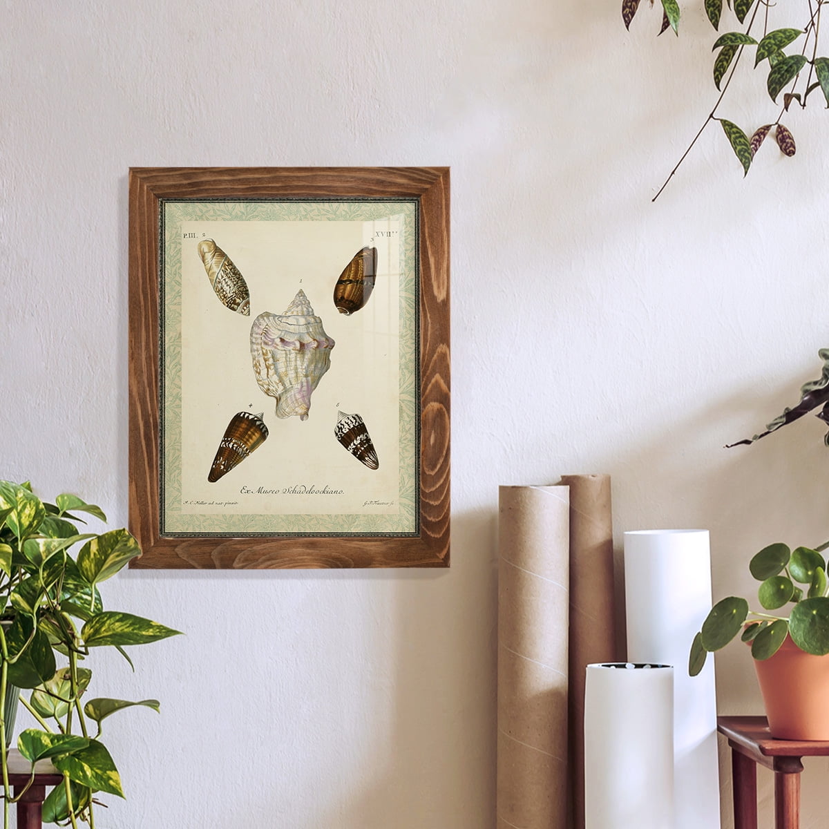 Bookplate Shells IV - Framed Print w/glass - Walnut