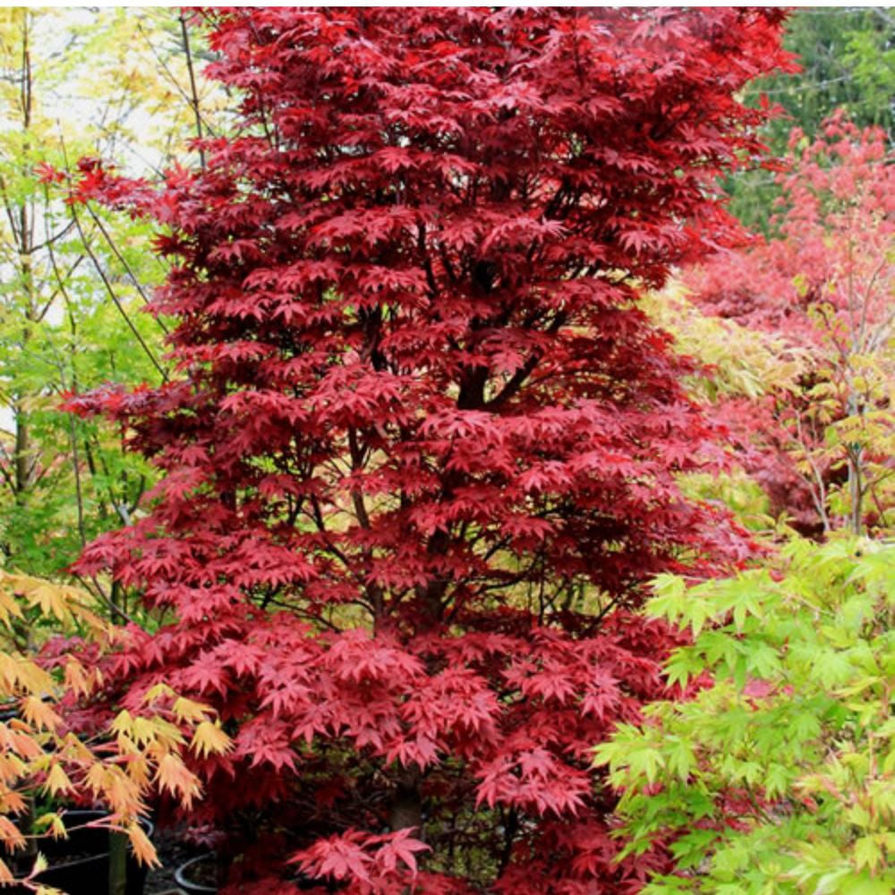 Expert Gardener 3-4 ft tall Twombly's Red Sentinel Japanese Maple Tree in 7 gal. Grower Pot