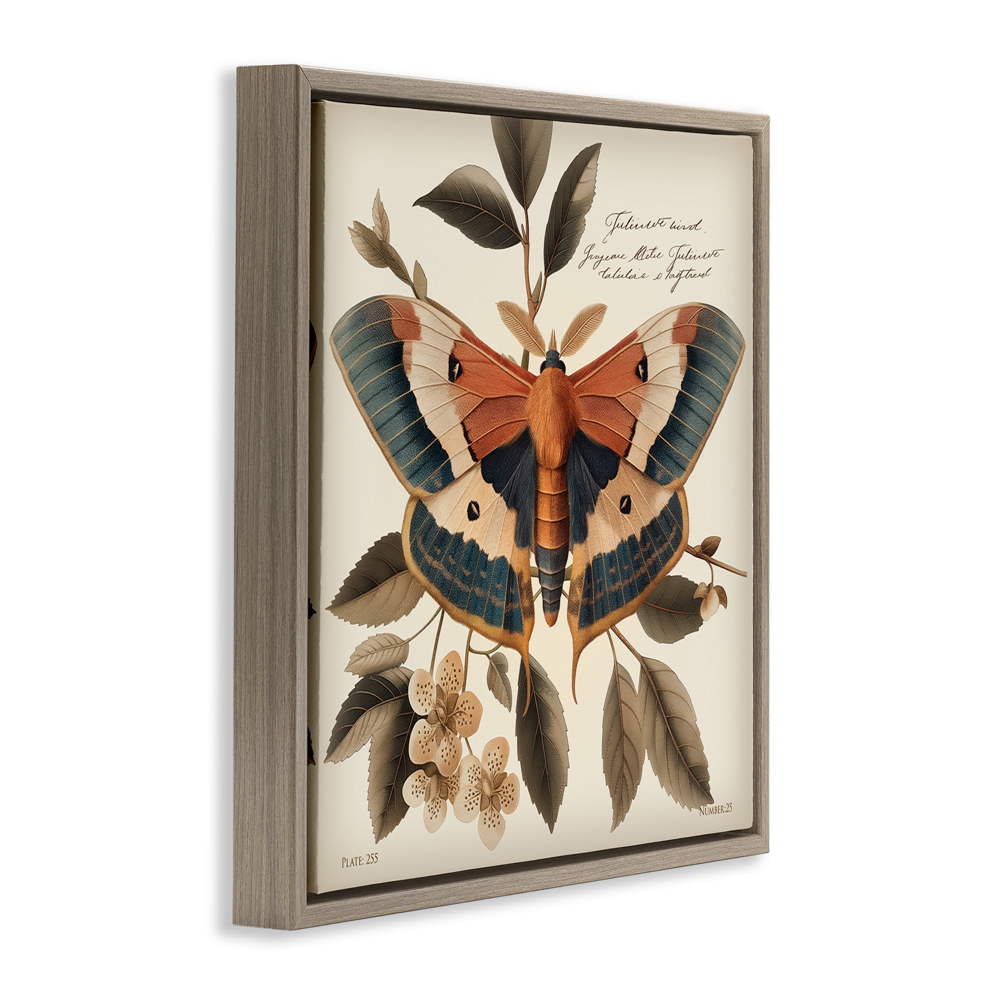 Stupell Industries Enchanting Moth & Plant Animals Painting Brown Floater Framed Canvas Art Print Wall Art, 18 x 18