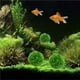 thumbnail image 5 of Moyic Bola de musgo simulada Verde Falso Vivo Realista Durable Planta de acuario Planta acuática Algas decorativas Bola de purificación de agua para Decoración del hogar talla grande Moyic HA026551-02, 5 of 5