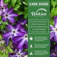thumbnail image 6 of Clematis Venosa Violacea - 4 Live Starter Plants in 2 Inch Growers Pots - Starter Plants Ready for The Garden - Rare Clematis for Collectors, 6 of 6