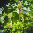 thumbnail image 4 of LEEYNEER 3 Pcs Solar Water Fountain for Bird Feeders Hummingbird, 4 of 8